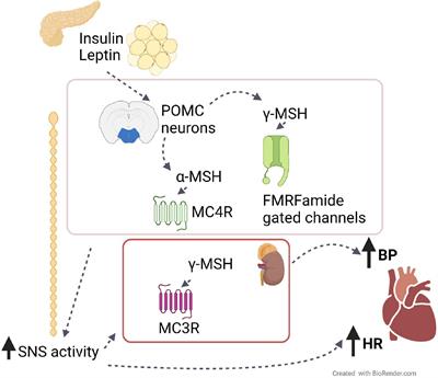 Role of the Melanocortin System in the Central Regulation of Cardiovascular Functions